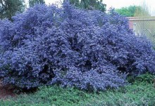 Prusznik (Ceanothus impressus) Victoria c1 zdjęcie 8