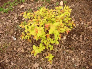 Tawuła japońska (Spiraea japonica) Golden Princess c2 zdjęcie 8