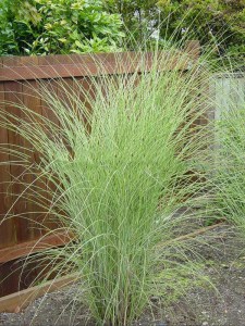 Miskant chiński (Miscanthus sinensis) Morning Light c3 zdjęcie 8