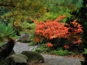 Oczar pomarańczowy (Hamamelis) Jelena c4 zdjęcie 6