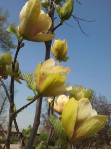 Magnolia Sunsation sadzonka zdjęcie 6