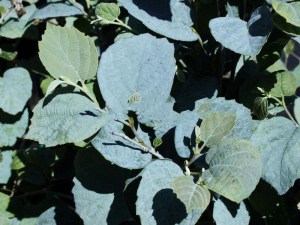 Fothergilla pośrednia (Fothergilla intermedia) Blue Shadow zdjęcie 3