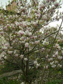 Magnolia pośrednia (Magnolia soulangeana) c3 zdjęcie 8