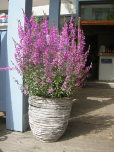 Krwawnica rózgowata (Lythrum virgatum) Dropmore Purple 8