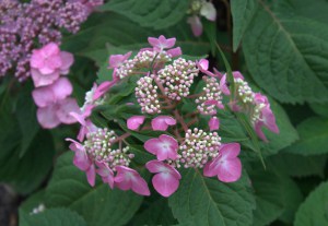 Hortensja ogrodowa (Hydrangea macrophylla) Twist and Shout 3