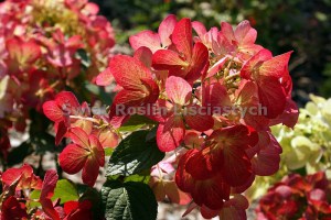 Hortensja bukietowa Diamant Rouge syn. Rendia c3 zdjęcie 7