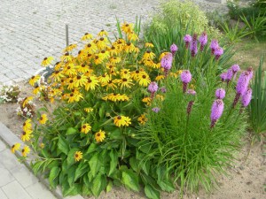Liatra kłosowa (Liatris) Kobold 8