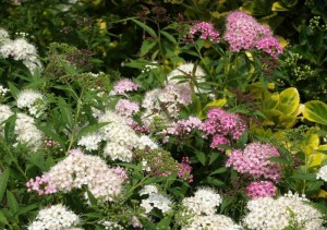 Tawuła japońska (Spiraea japonica) Shirobana c2 zdjęcie 7