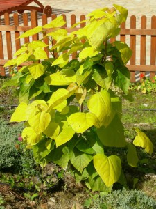 Katalpa, surmia (Catalpa bignonioides) Aurea c7 zdjęcie 3