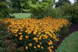 Rudbekia błyskotliwa (Rudbeckia fulgida) Goldsturm 8