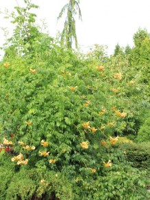 Milin amerykański (Campsis) Flava pnącze ogrodowe zdjęcie 9