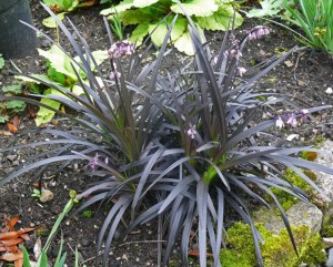 Konwalnik (Ophiopogon planiscapus) Niger sadzonka 1