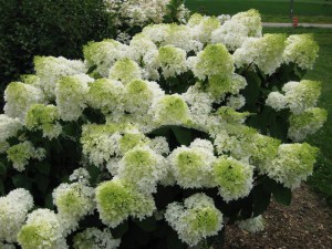 Hortensja bukietowa Phantom Hydrangea c3 zdjęcie 2