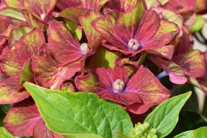 Hortensja ogrodowa (Hydrangea macrophylla) Schloss Wackerbarth SAXON c3 zdjęcie 9
