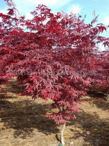 Klon palmowy (Acer palm.) Bloodgood c10 zdjecie 4