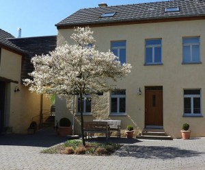 Świdośliwa kanadyjska (Amelanchier lamarckii) c4 zdjęcie 8