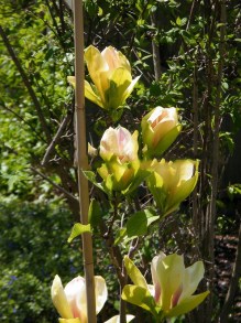 Magnolia Sunsation sadzonka zdjęcie 7