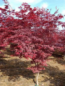 Klon palmowy (Acer palm.) Bloodgood c4 zdjecie 5