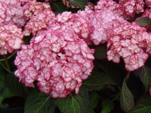 Hortensja ogrodowa (Hydrangea) Miss Saori c3 zdjęcie 2