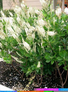 Orszelina olcholistna (Clethra alnifolia) Hummingbird c3 zdjęcie 5