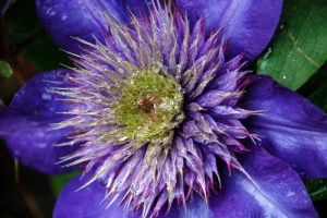 Powojnik (Clematis) Multi Blue c2 zdjęcie 2