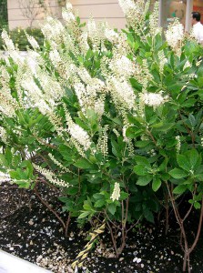 Orszelina olcholistna (Clethra alnifolia) Hummingbird zdjęcie 7