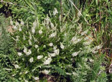 Orszelina olcholistna (Clethra alnifolia) Hummingbird c3 zdjęcie 6