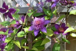 Powojnik (Clematis) Multi Blue c2 zdjęcie 3