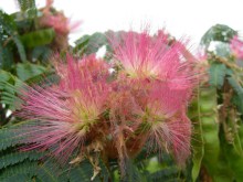 Albicja (Albizia julibrissin) jedwabne drzewo zdjęcie 1