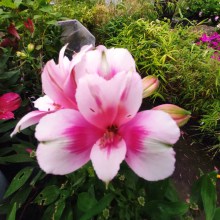 Alstromeria (Alstroemeria Inticancha) Maya 35 cm c2