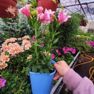 Alstromeria (Alstroemeria Inticancha) Maya 35 cm c2 - zdjęcie 2