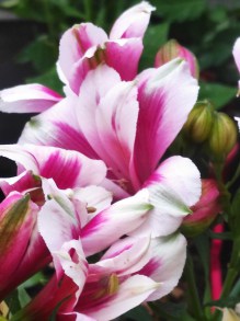 Alstromeria (Alstroemeria Inticancha) Maya 35 cm c2 - zdjęcie 3