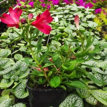 Alstromeria (Alstroemeria Inticancha) Red 20 cm c2