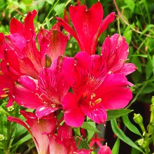 Alstromeria (Alstroemeria Inticancha) Red 20 cm c2