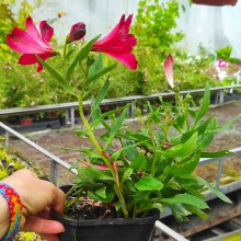 Alstromeria (Alstroemeria Inticancha) Red 20 cm c2