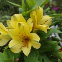 Alstromeria (Alstroemeria Inticancha) Spring Valley 35 cm c2 - zdjęcie 1
