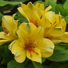 Alstromeria (Alstroemeria Inticancha) Spring Valley 35 cm c2 - zdjęcie 2