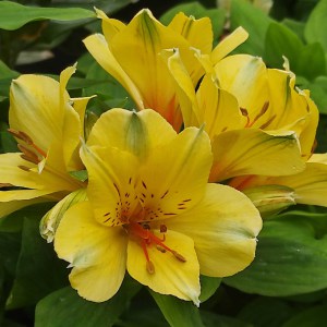Alstromeria (Alstroemeria Inticancha) Spring Valley 35 cm c2 - zdjęcie 2
