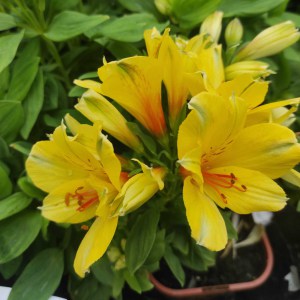 Alstromeria (Alstroemeria Inticancha) Spring Valley 35 cm c2 - zdjęcie 3