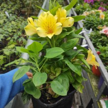 Alstromeria (Alstroemeria Inticancha) Spring Valley 35 cm c2 - zdjęcie 4