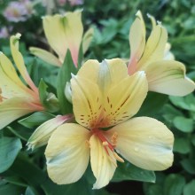 Alstromeria (Alstroemeria Inticancha) Spring Valley 35 cm c2 - zdjęcie 5