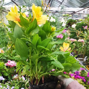 Alstromeria (Alstroemeria Inticancha) Spring Valley 35 cm c2 - zdjęcie 6