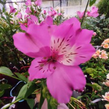 Alstromeria (Alstroemeria Inticancha) Summer Saint 60 cm c2