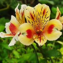 Alstromeria (Alstroemeria Inticancha) Sunset 35 cm c2