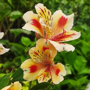 Alstromeria (Alstroemeria Inticancha) Sunset 35 cm c2