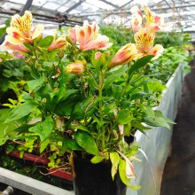 Alstromeria (Alstroemeria Inticancha) Sunset 35 cm c2
