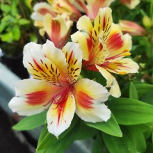 Alstromeria (Alstroemeria Inticancha) Sunset 35 cm c2