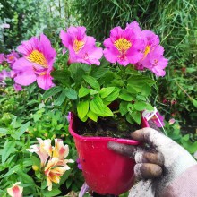 Alstromeria (Alstroemeria Inticancha) Sunstar 35 cm c2 - zdjęcie 2