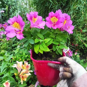 Alstromeria (Alstroemeria Inticancha) Sunstar 35 cm c2 - zdjęcie 2
