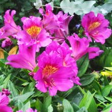 Alstromeria (Alstroemeria Inticancha) Sunstar 35 cm c2